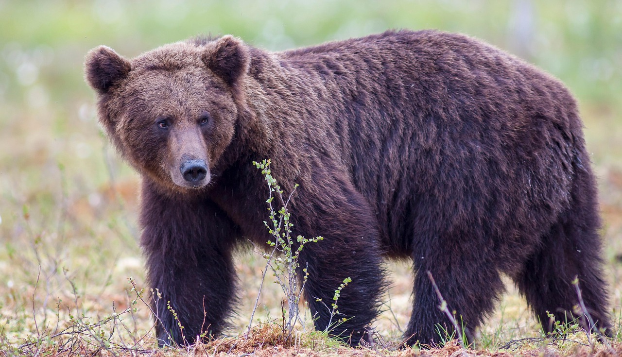 Grizzly Bears (Image Credits: Pixabay)