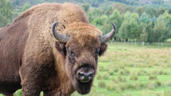 Return of the Giants: Bison Walk Illinois Kane County After 200-Year Absence