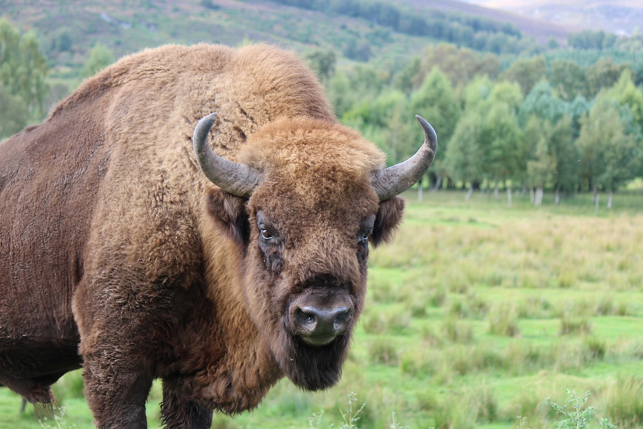 American Bison (Image Credits: Pixabay)