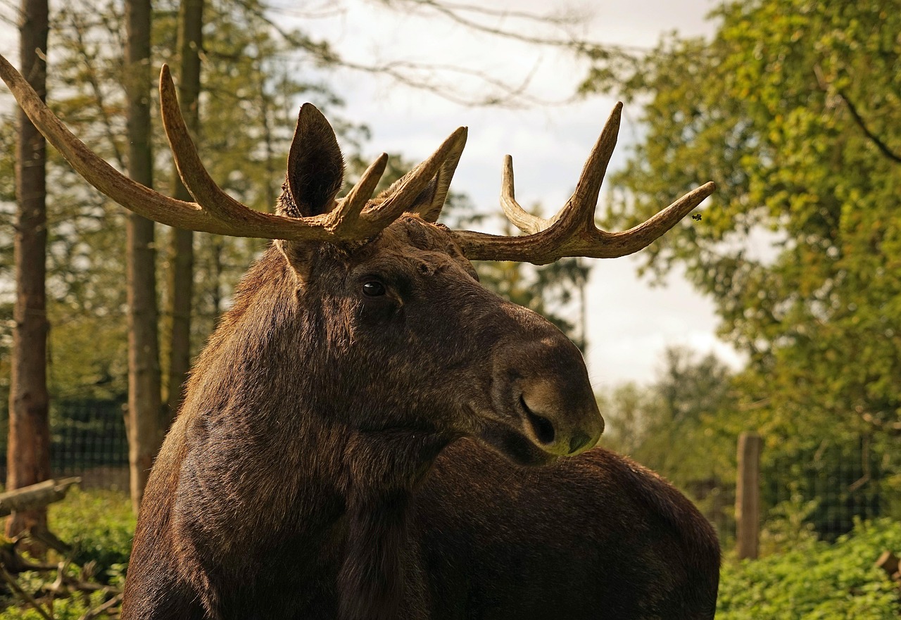 Moose (Image Credits: Pixabay)