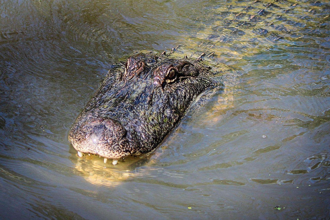 American Alligators (Image Credits: Pixabay)