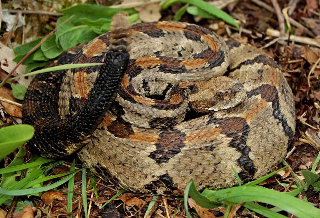 Venomous Snakes (Image Credits: Flickr)