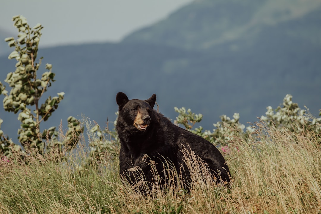 Black Bears (Image Credits: Unsplash)