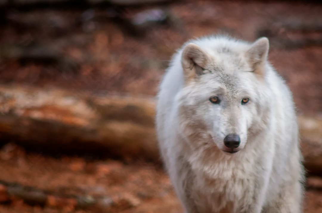 Wolves (Image Credits: Unsplash)