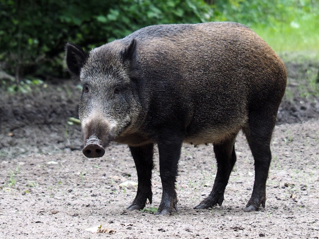 Wild Boars (Image Credits: Unsplash)
