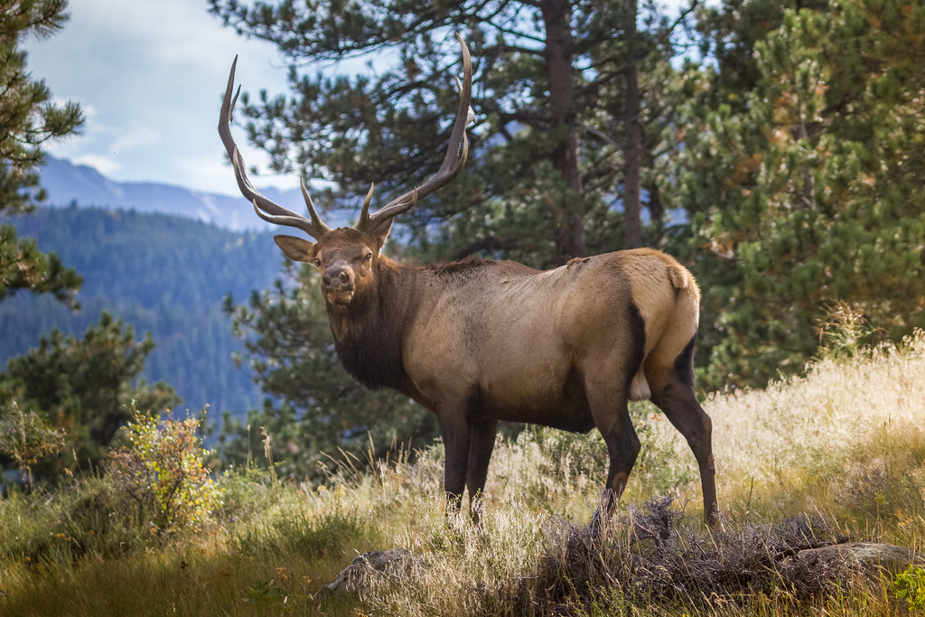 Elk (Image Credits: Flickr)