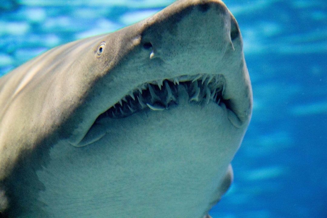 The Science Behind Shark Senses (Image Credits: Unsplash)