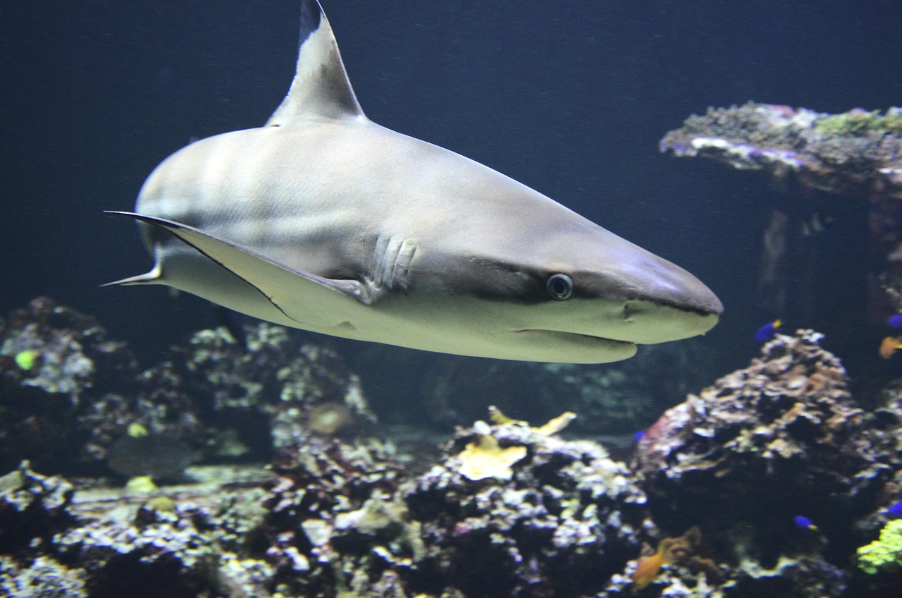 Real Experiments Debunk the Mile-Away Myth (Image Credits: Pixabay)