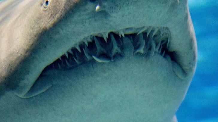 Are Sharks Actually Attracted to Blood, or Is That Just a Myth?