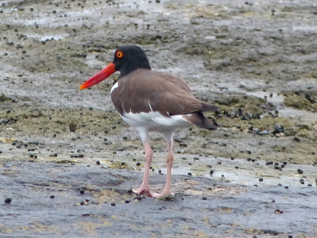 American Oystercatcher: The Coastal Comeback Champion (Image Credits: Flickr)