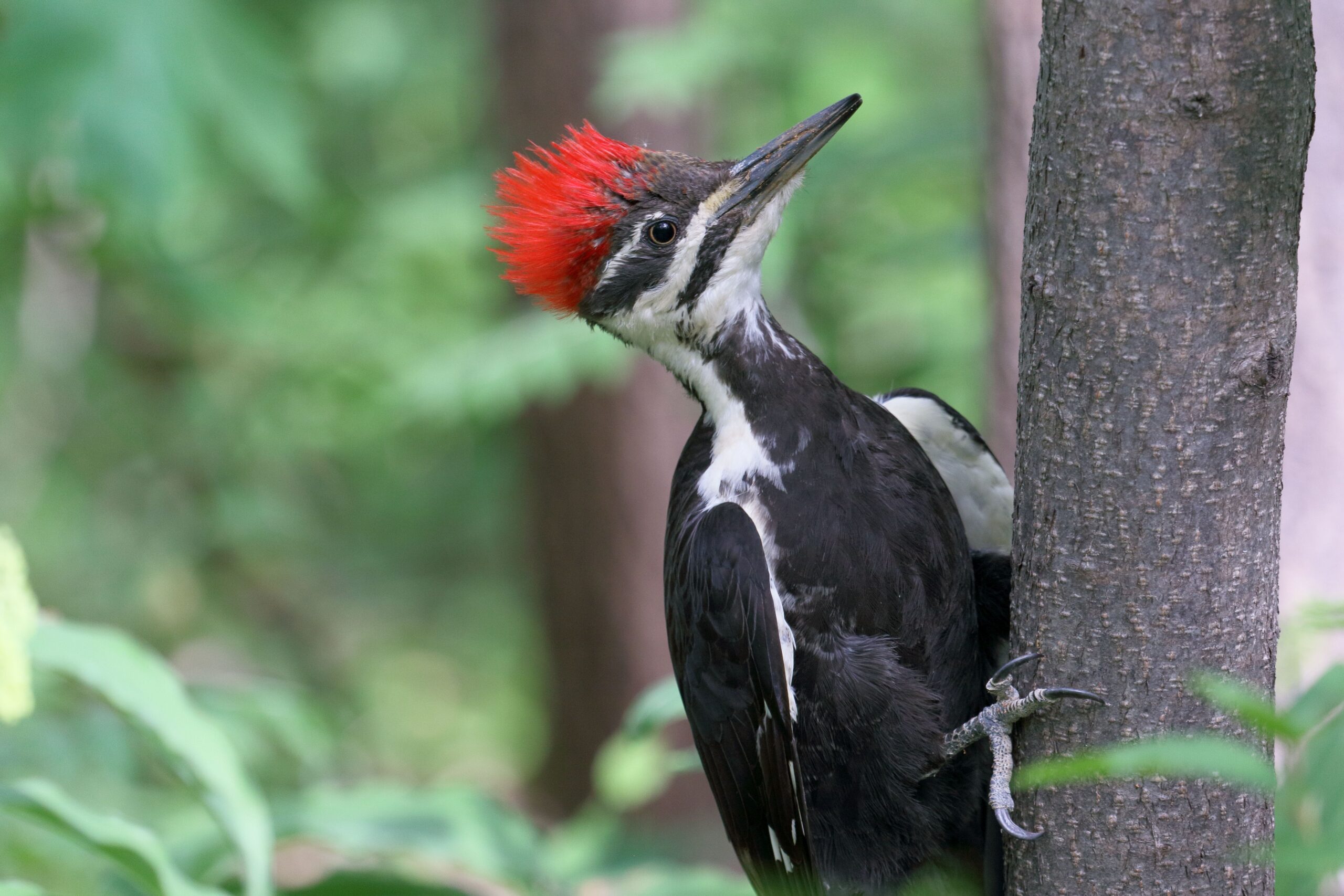 Pileated Woodpecker: The Forest Giant's Return (Image Credits: Wikimedia)