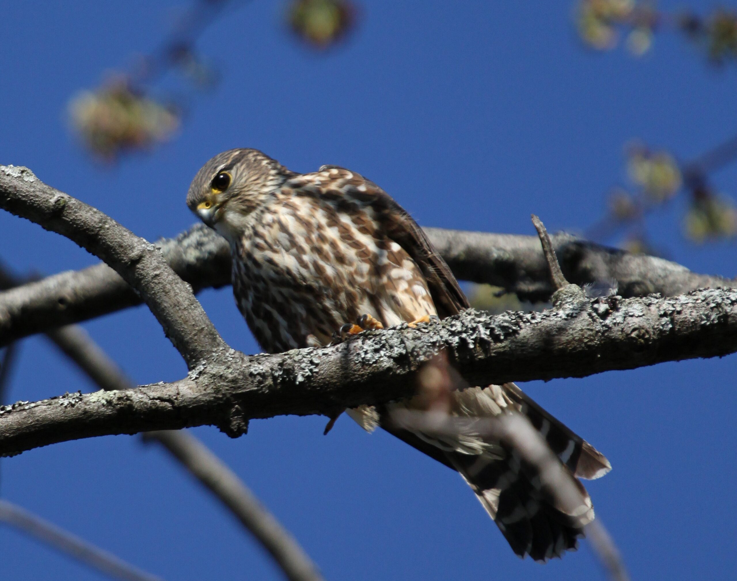 Merlin: The Urban Falcon Success Story (Image Credits: Wikimedia)