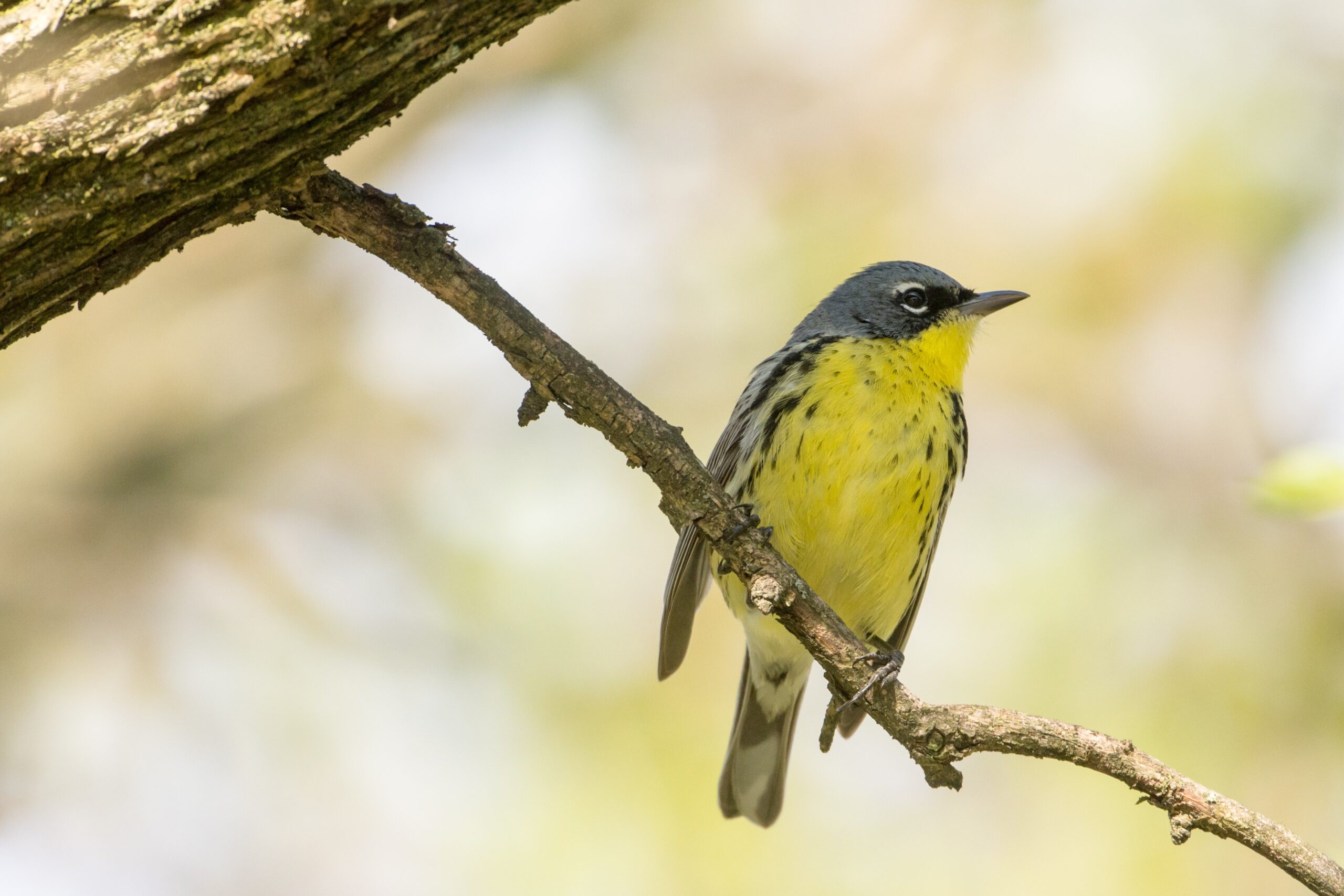 Kirtland's Warbler: The Jack Pine Specialist's Revival (Image Credits: Wikimedia)