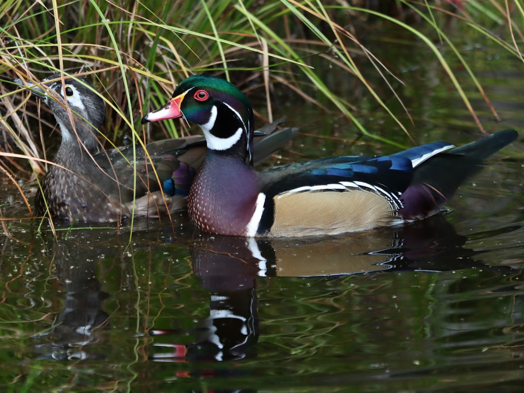 Wood Duck: The Wetland Beauty's Restoration (Image Credits: Unsplash)