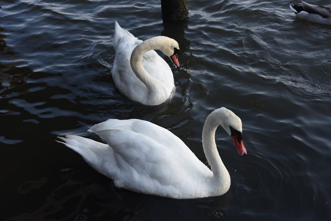 Trumpeter Swan: The Giant's Graceful Recovery (Image Credits: Unsplash)