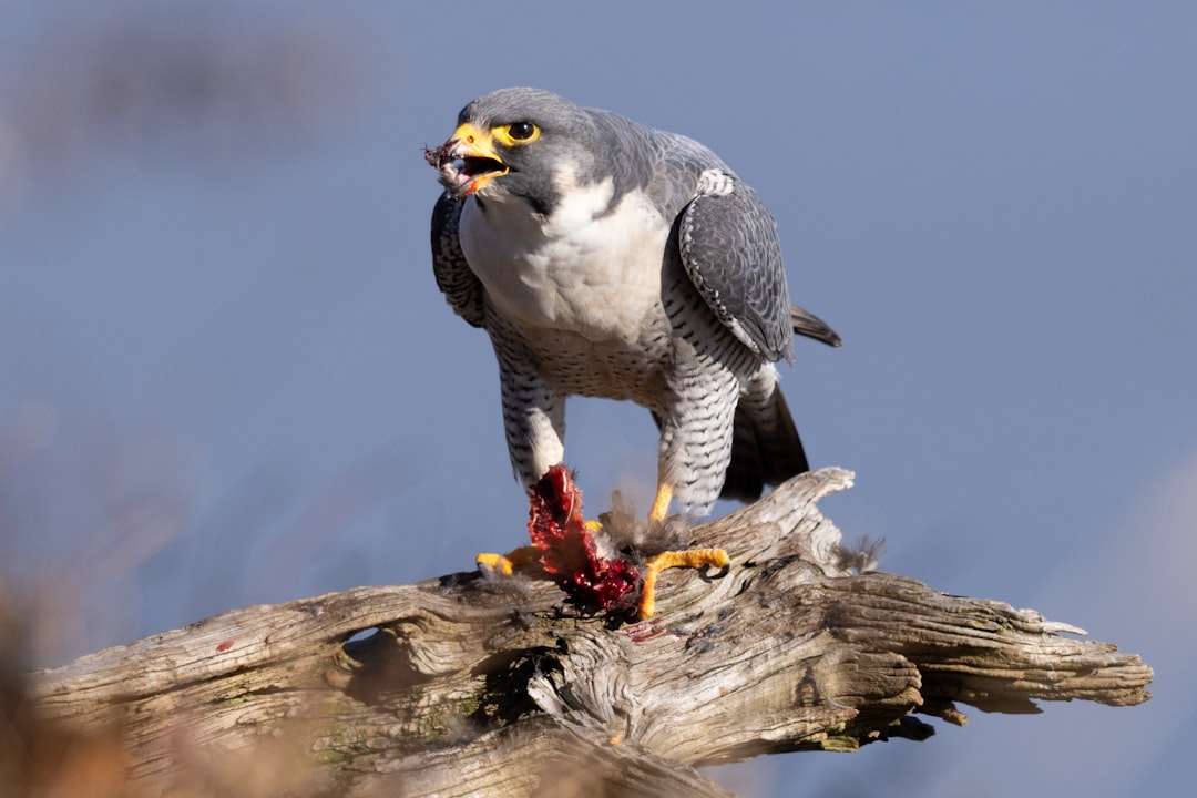 Peregrine Falcon: The Speed Demon's Spectacular Return (Image Credits: Unsplash)