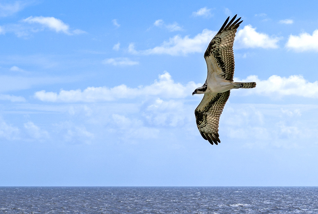 Osprey: The Fish Eagle's Resurgence (Image Credits: Flickr)