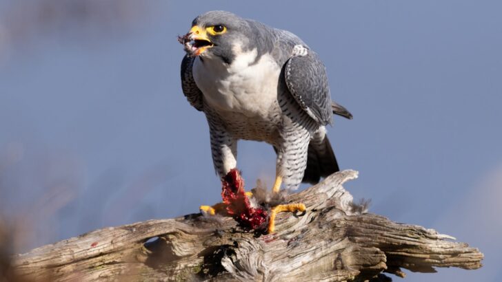 12 American Birds Making an Unexpected Comeback in 2025