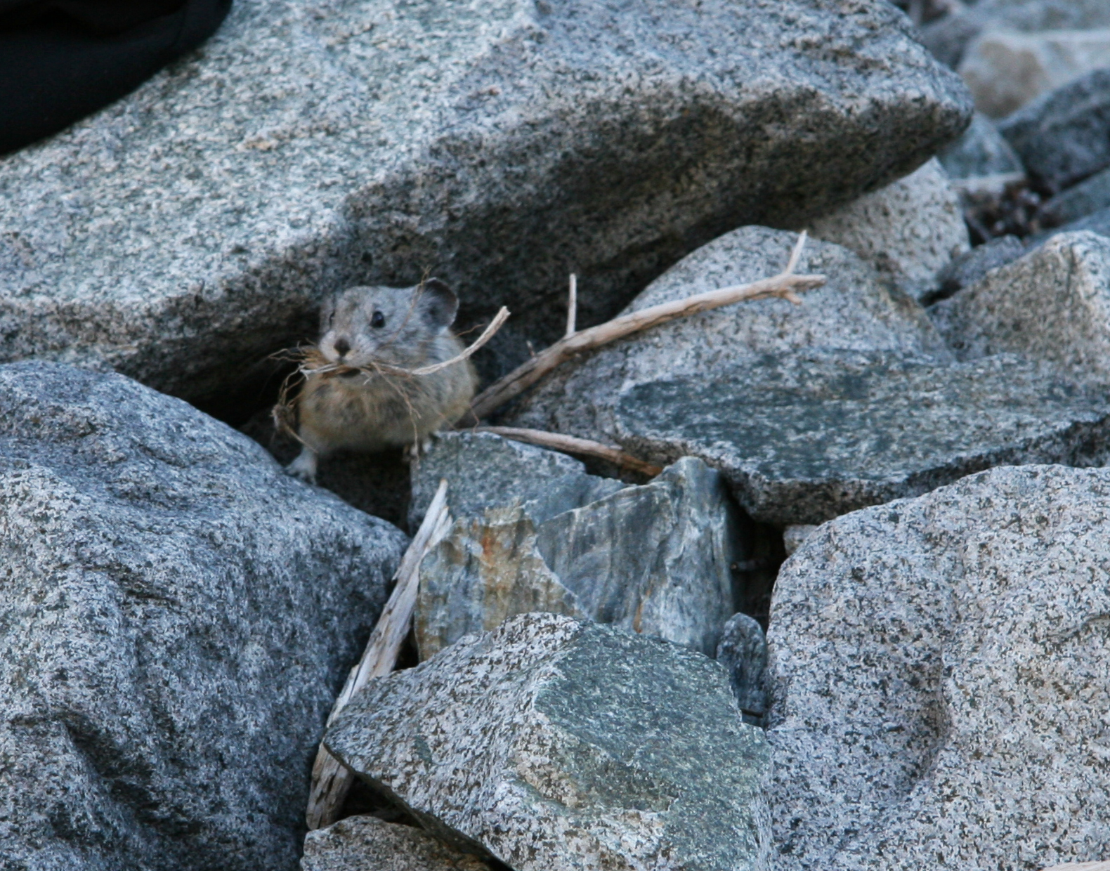 American Pika: The Alpine Haymaker (Image Credits: Wikimedia)