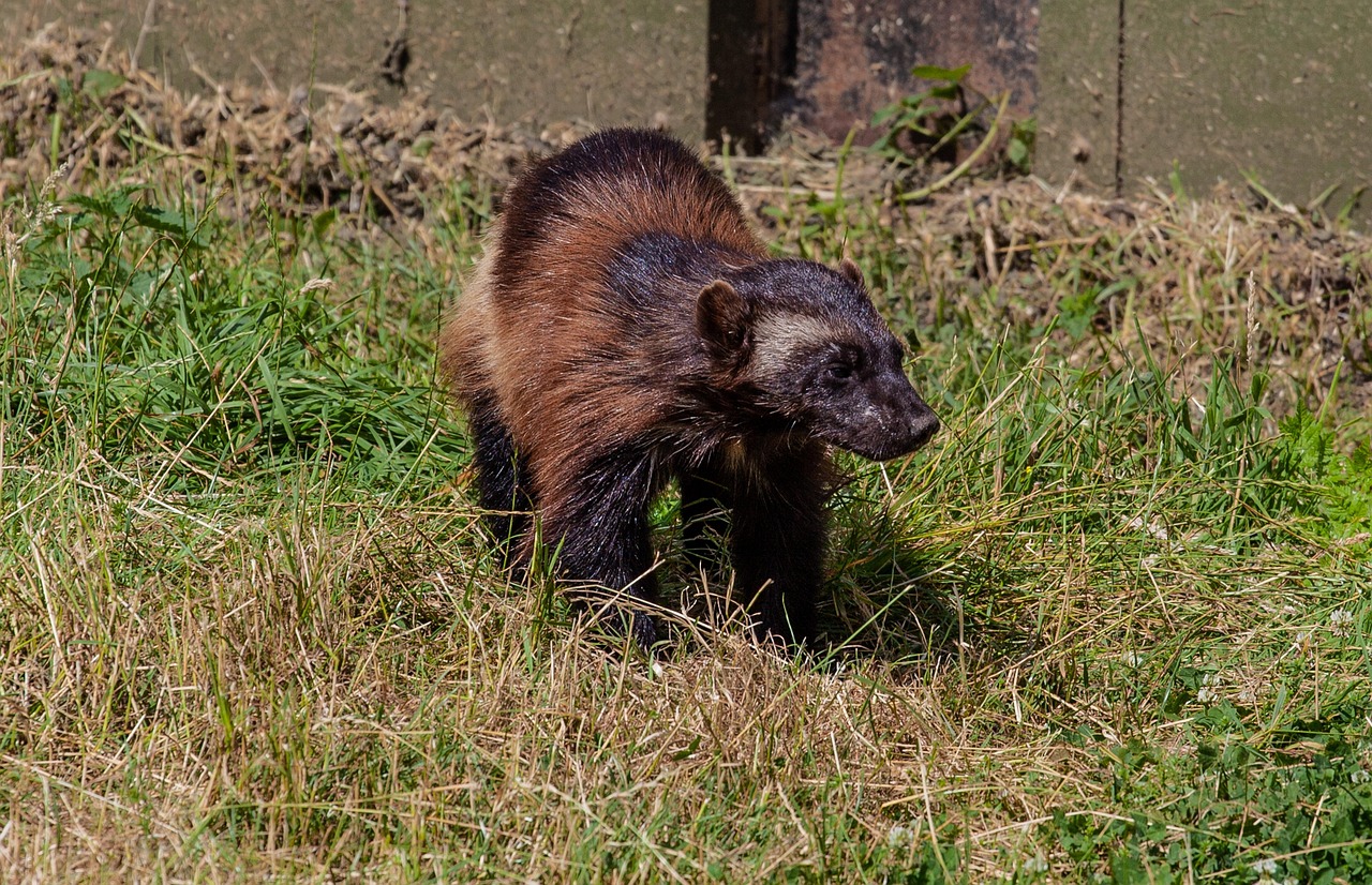 Wolverine: The Mountain Ghost (Image Credits: Pixabay)