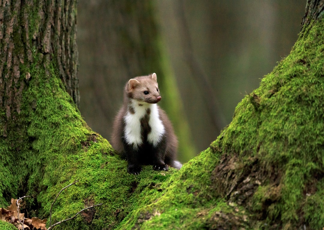 American Marten: The Forest Acrobat (Image Credits: Unsplash)