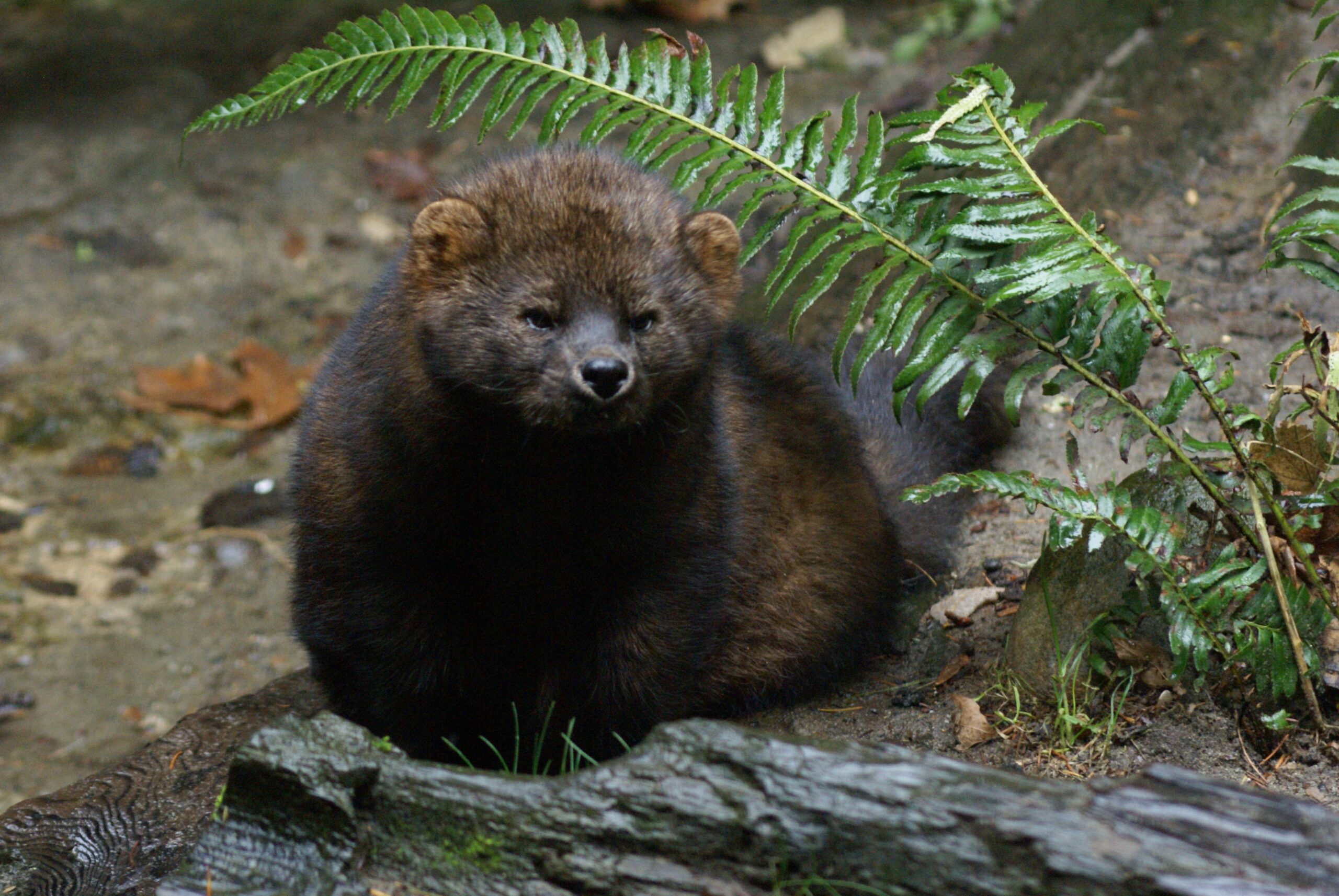 Fisher: The Porcupine Specialist (Image Credits: Wikimedia)