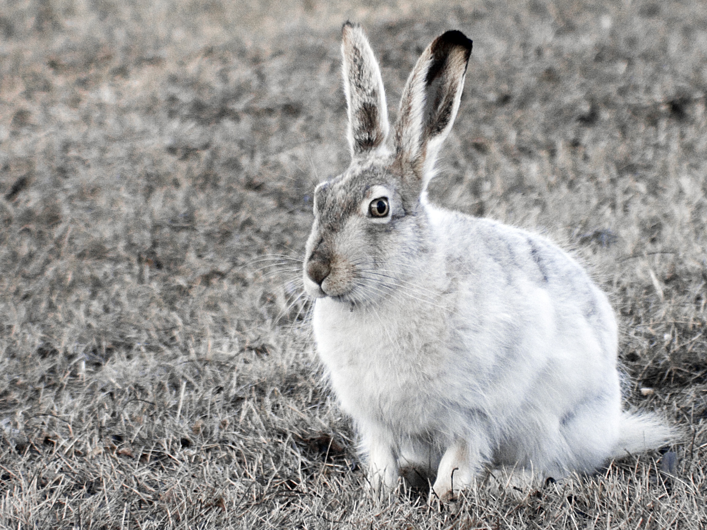 White-tailed Jackrabbit: The High-altitude Hopper (Image Credits: Wikimedia)