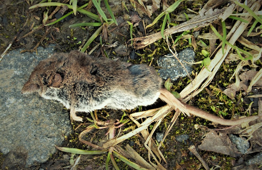 American Pygmy Shrew: The Tiny Powerhouse (Image Credits: Flickr)