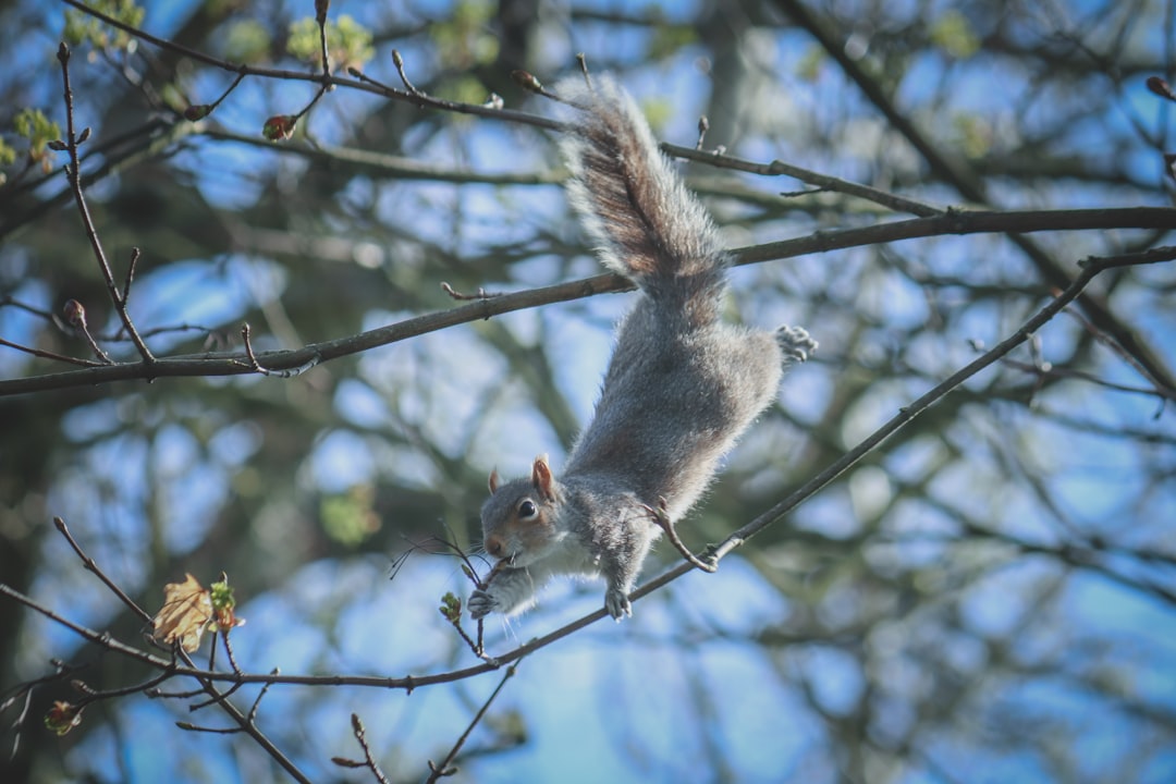 Northern Flying Squirrel: The Gliding Specialist (Image Credits: Unsplash)