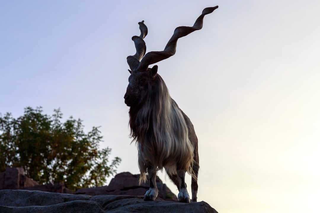 Mountain Goat: The Cliff Master (Image Credits: Unsplash)