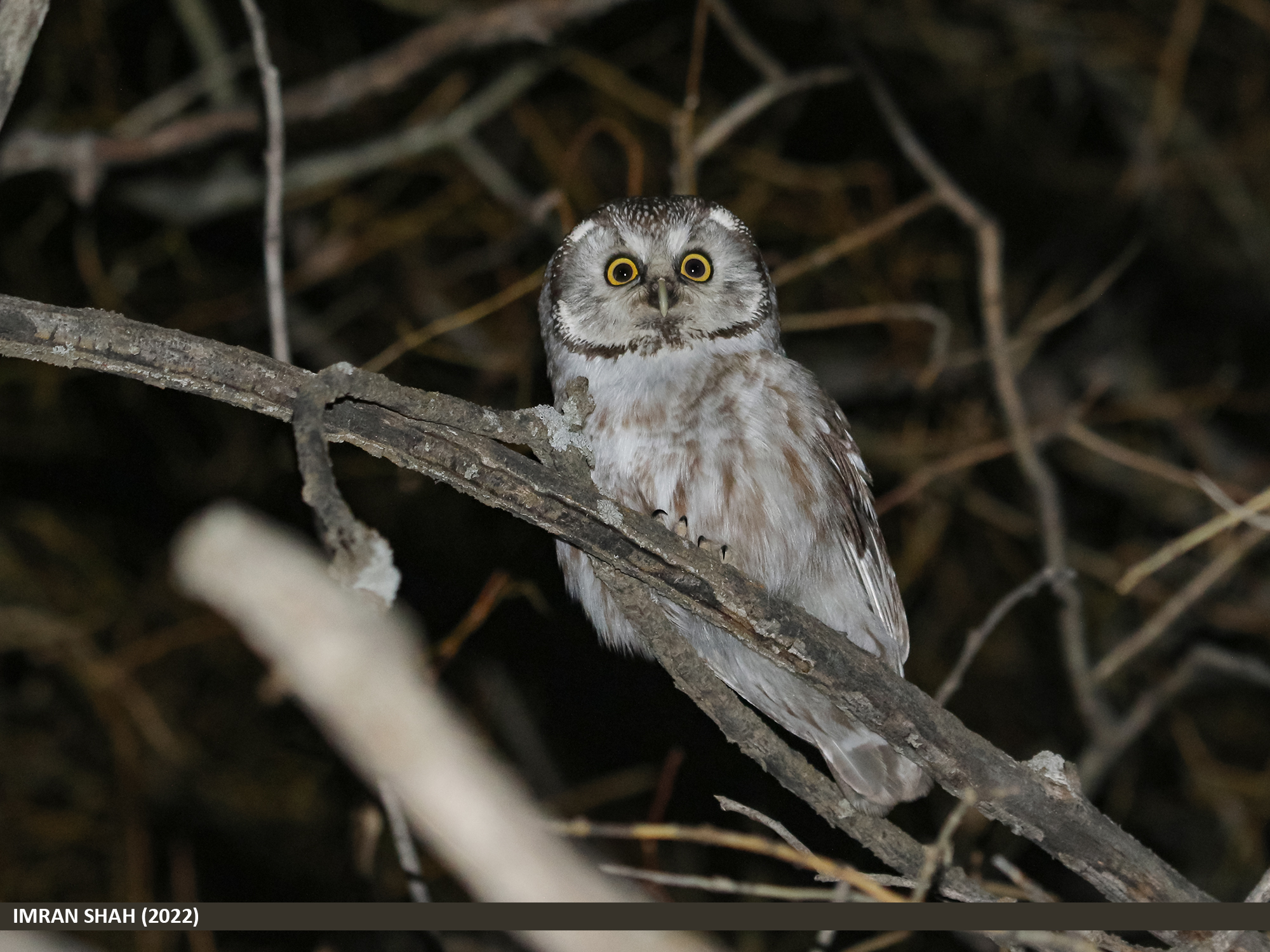 Boreal Owl: The Silent Hunter (Image Credits: Wikimedia)