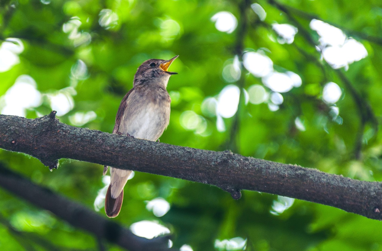The Nightingale: Song of Creative Expression (Image Credits: Pixabay)