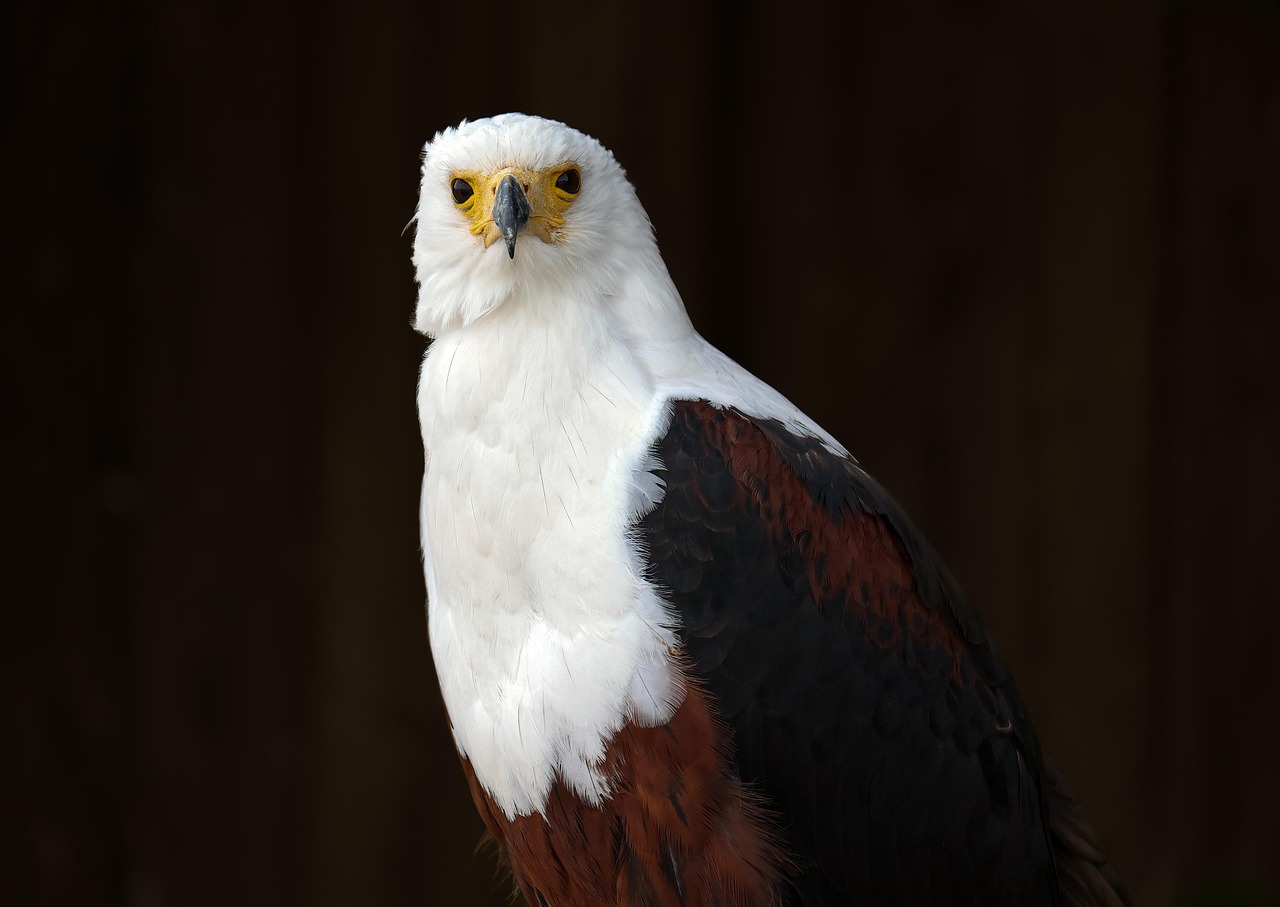 The Eagle: Soaring Symbol of Creative Vision (Image Credits: Pixabay)