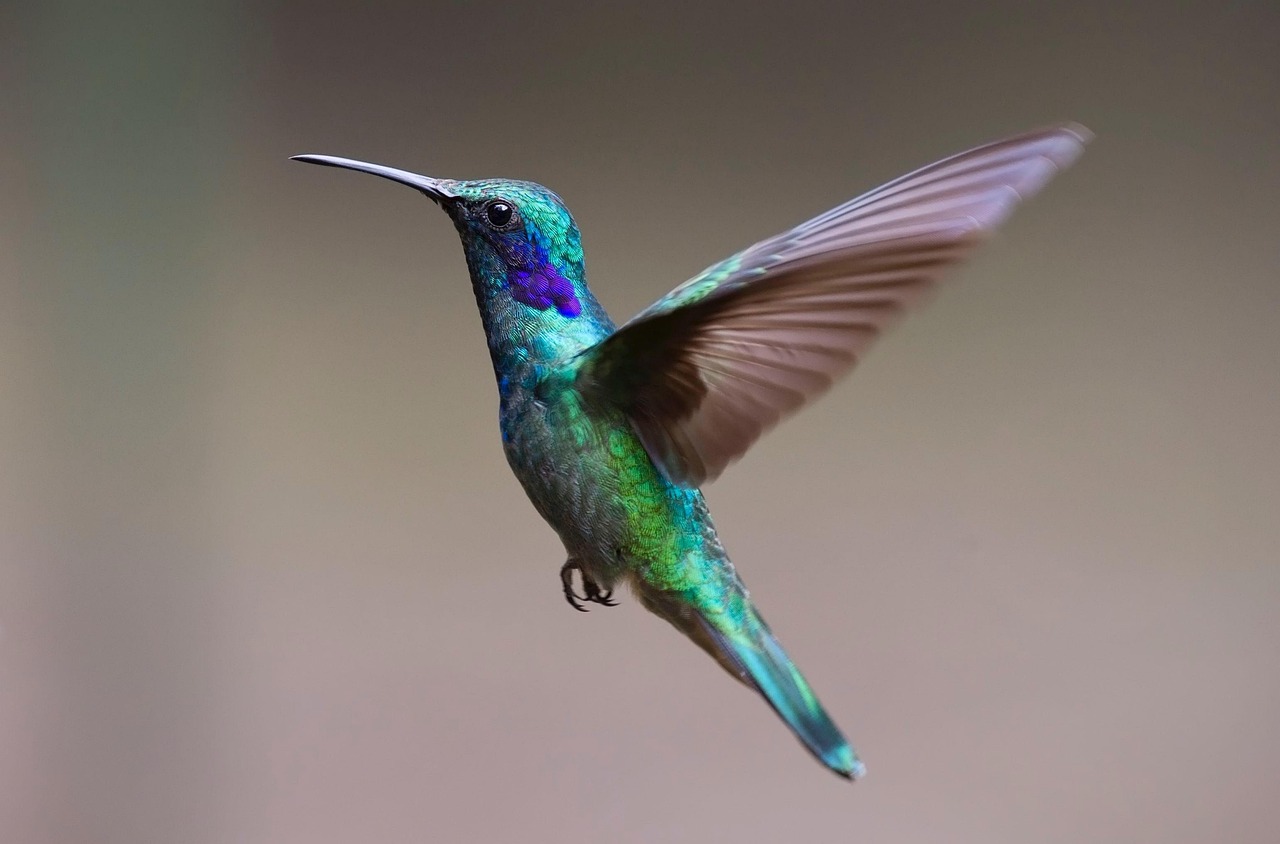 The Hummingbird: Tiny Artist of Joy (Image Credits: Pixabay)