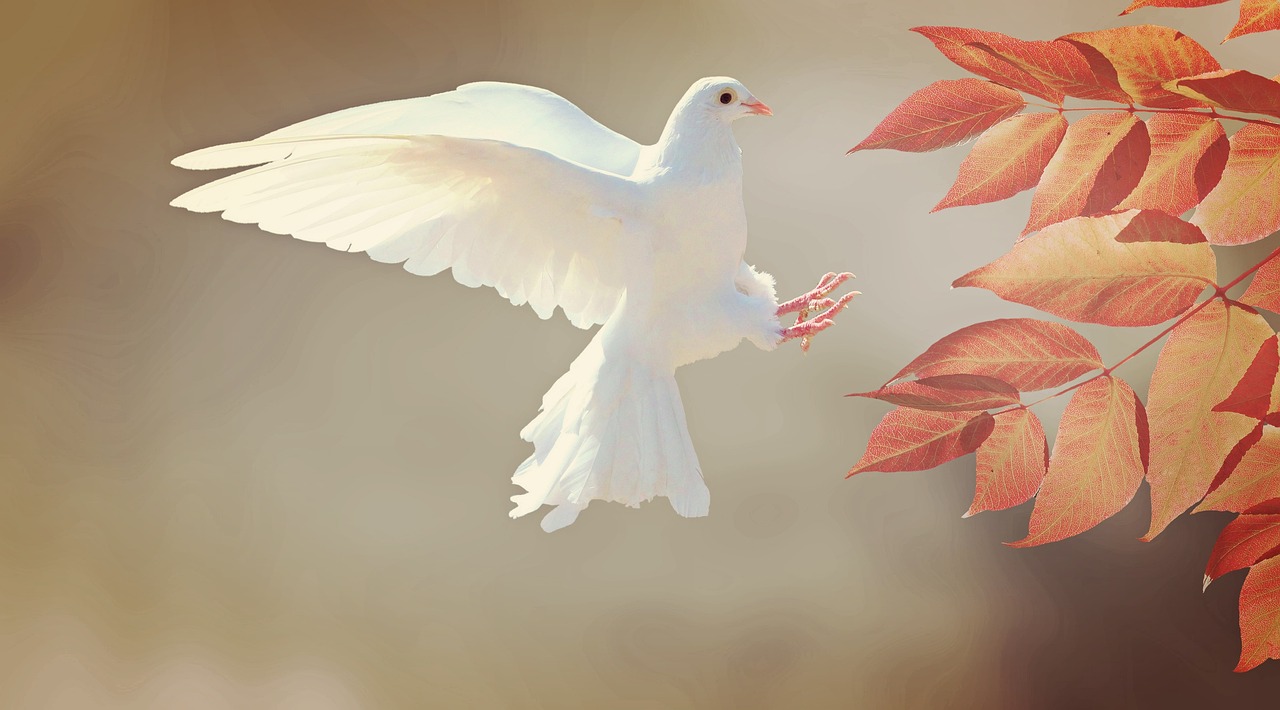 The Dove: Messenger of Creative Peace (Image Credits: Pixabay)