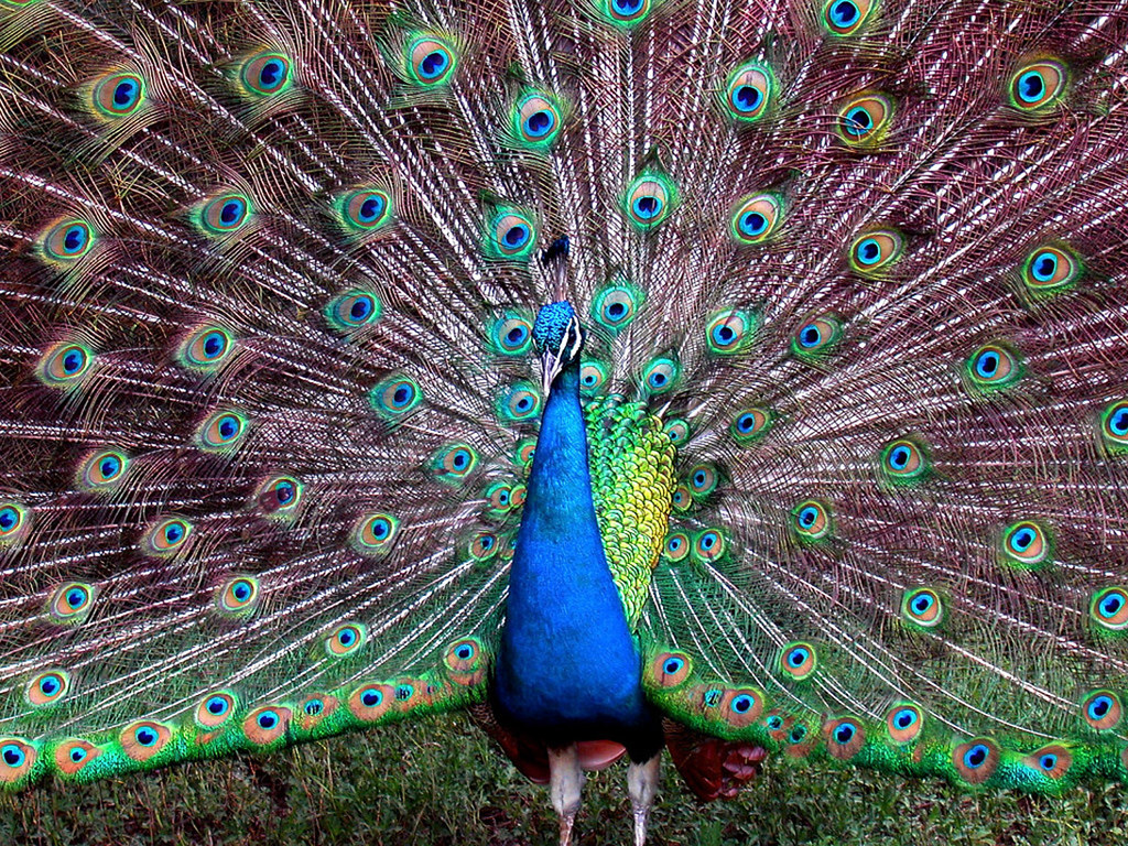 The Peacock: Flamboyant Display of Creative Confidence (Image Credits: Flickr)
