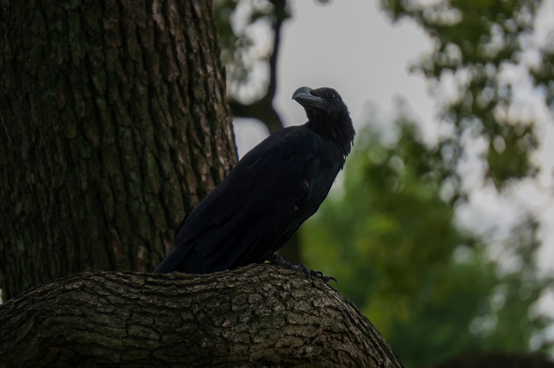 The Raven: Dark Muse of Creative Mystery (Image Credits: Unsplash)