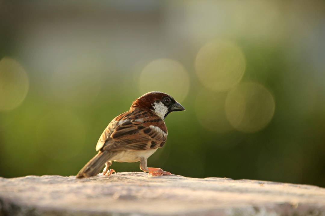The Sparrow: Humble Symbol of Everyday Creativity (Image Credits: Unsplash)