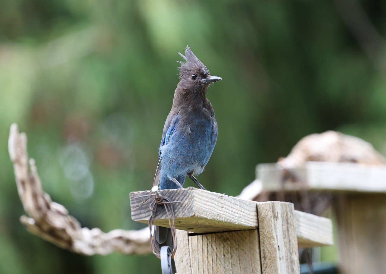 The Blue Jay: Bold Voice of Creative Communication (Image Credits: Pixabay)