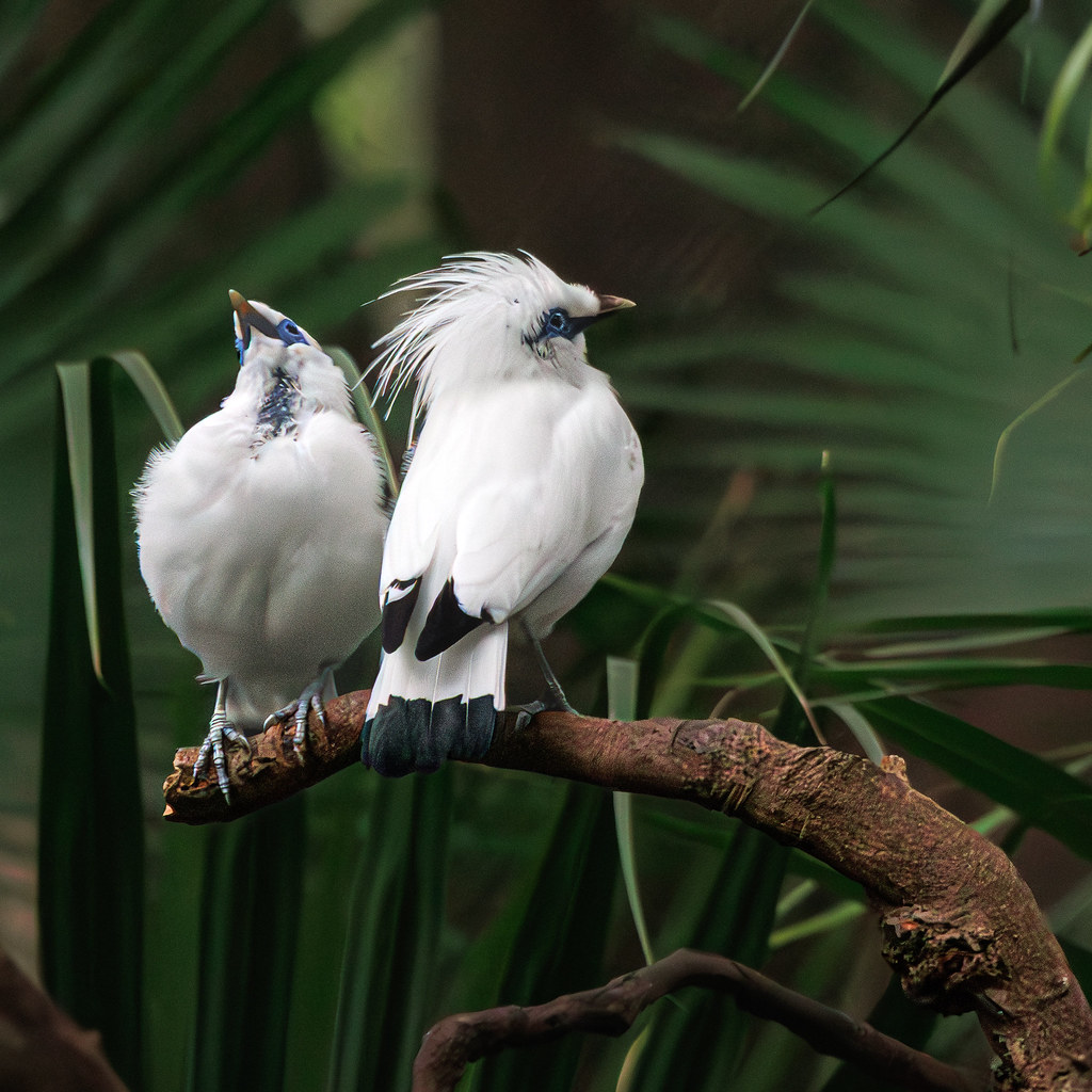 Forest Birds Are Vanishing in Unprecedented Numbers (Image Credits: Flickr)