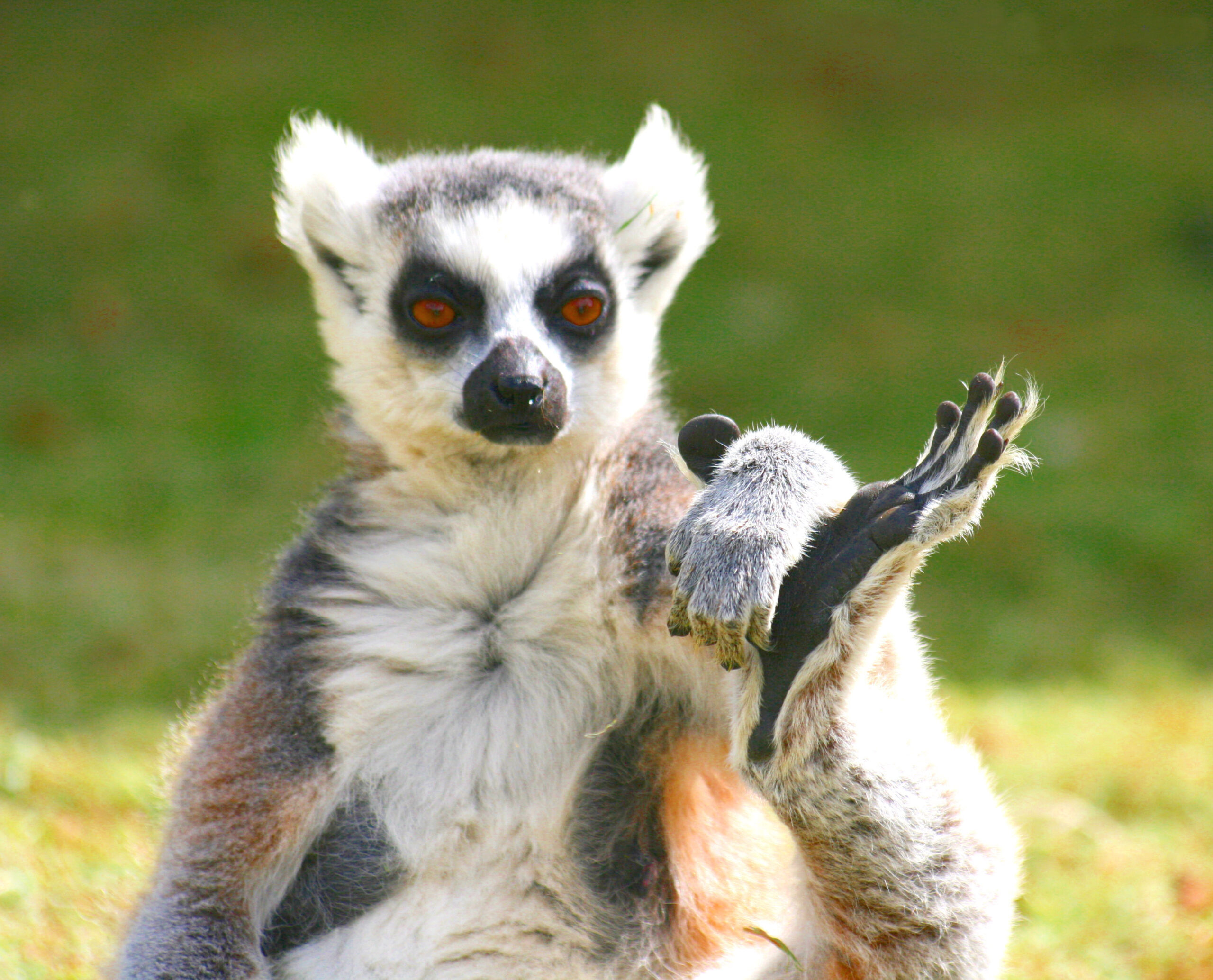 Habitat Loss Is the Silent Killer (Image Credits: Wikimedia)