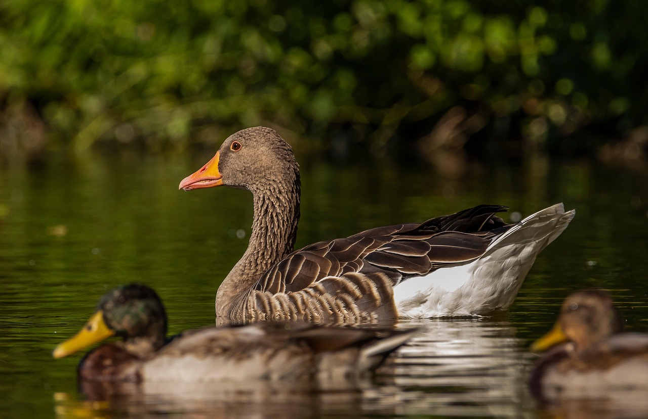The Hidden Consequences of Forest Animal Loss (Image Credits: Pixabay)
