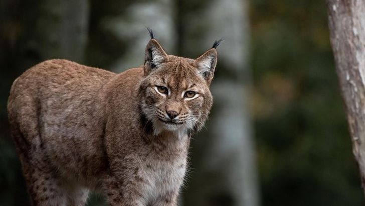 America's Forest Animals Are Quietly Disappearing - and Few Are Noticing