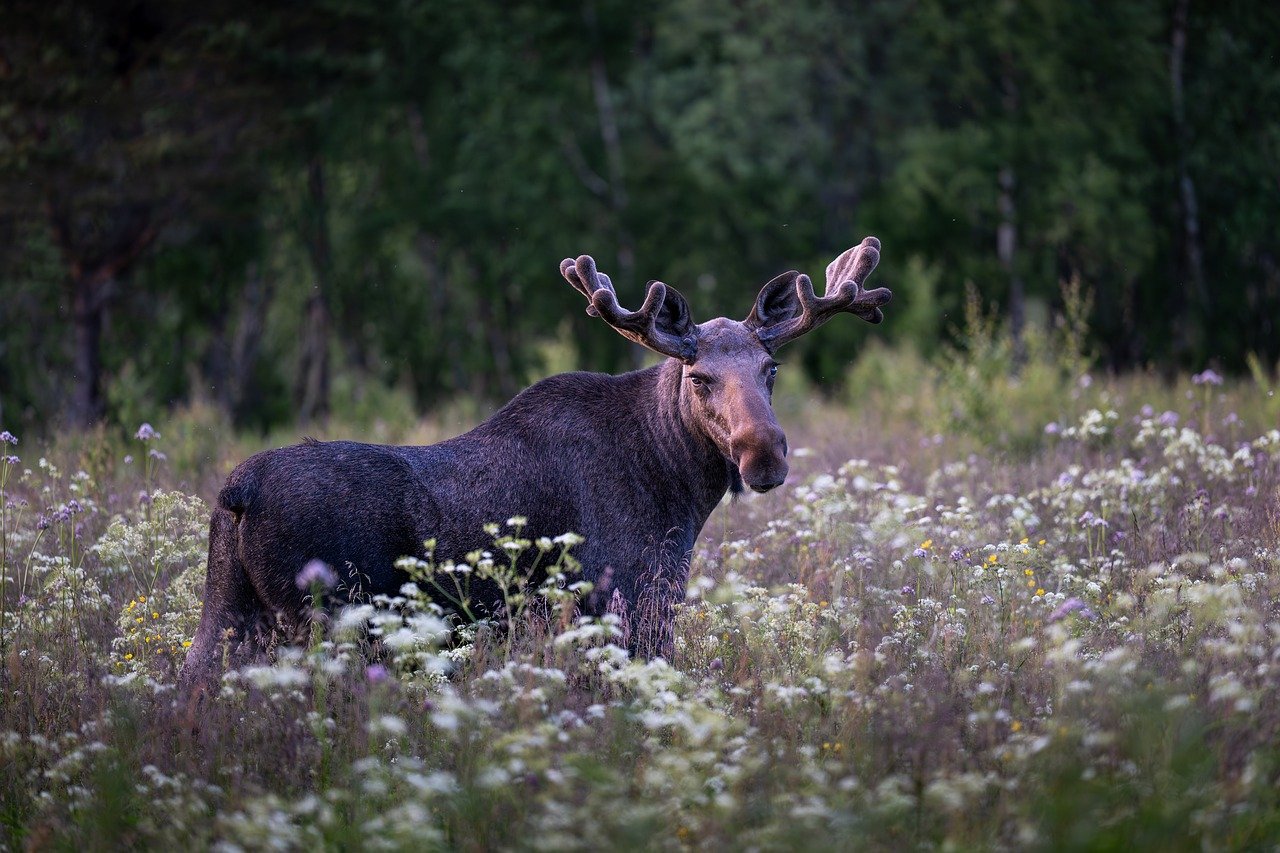 The Shocking Truth About Moose Speed (Image Credits: Pixabay)