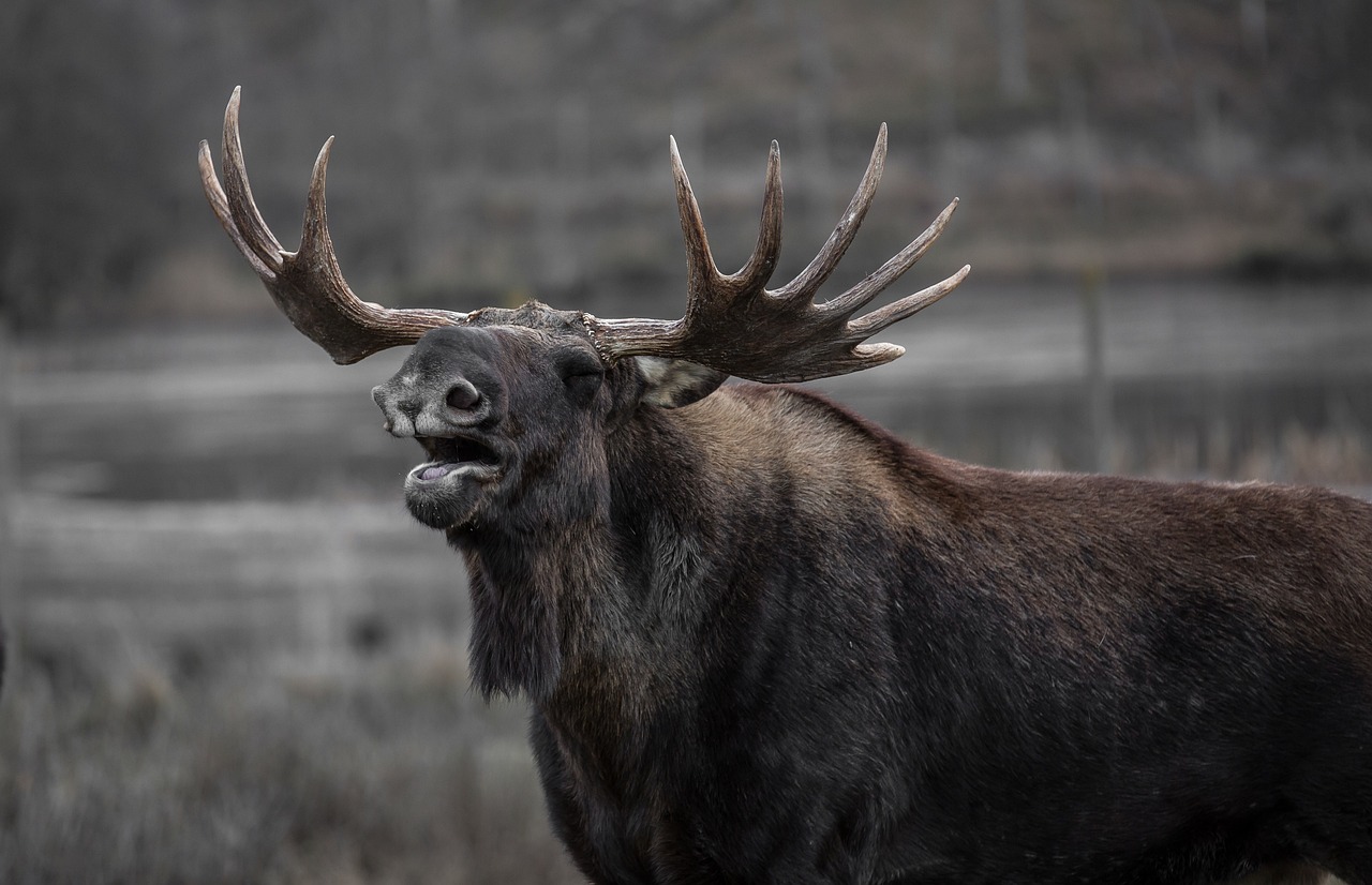 Why Moose Are Built for Speed (Image Credits: Pixabay)