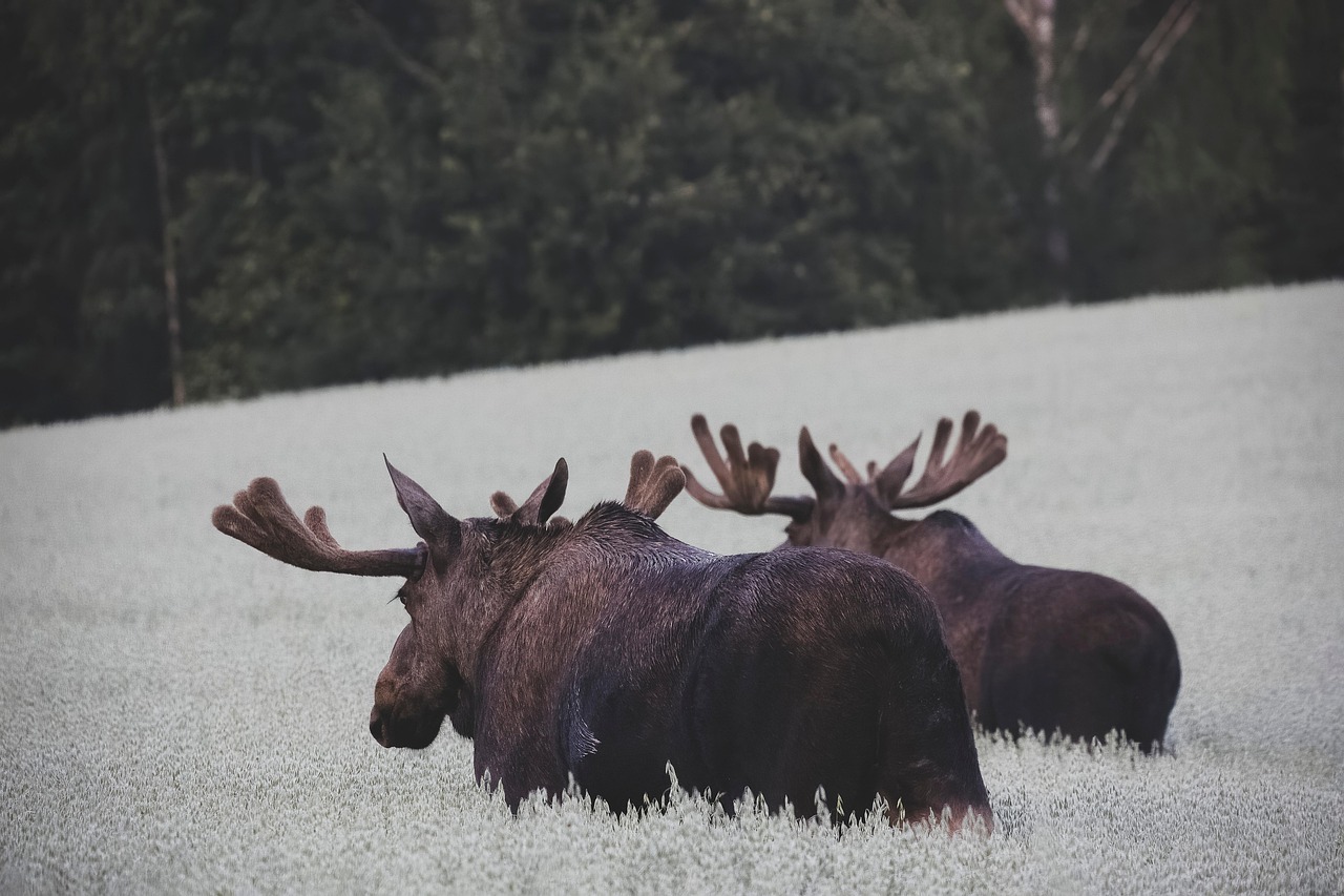 Even Baby Moose Outperform Humans (Image Credits: Pixabay)