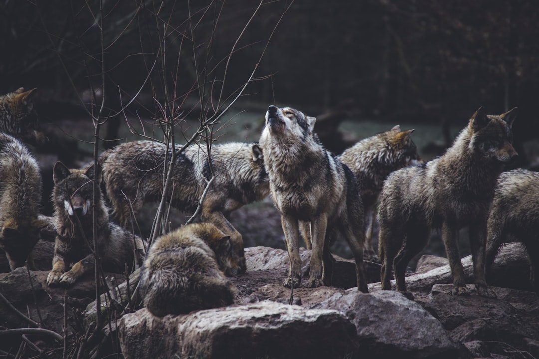 Loyalty Beyond Human Understanding (Image Credits: Unsplash)