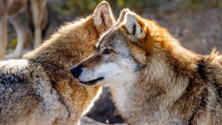 Are Wolves Teaching Us More About Family Than Humans Ever Could?