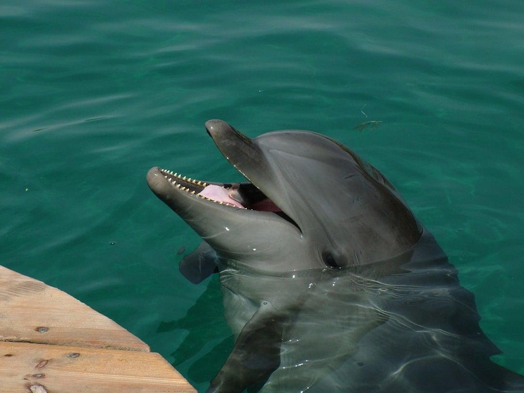 The Dolphin: Your Social, Empathetic Spirit (Image Credits: Unsplash)
