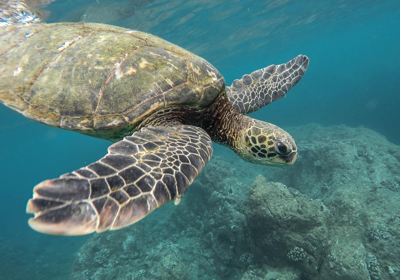 The Sea Turtle: Your Patient, Persistent Nature (Image Credits: Pixabay)